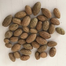 浙江杜英種子如何培育,膽八樹種子圖片