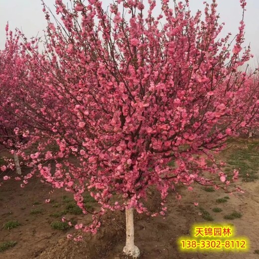 河北苗木保定6公分榆葉梅報價及圖片,唐山經(jīng)營保定6公分榆葉梅