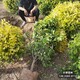 雄安地區(qū)大喬木基地圖