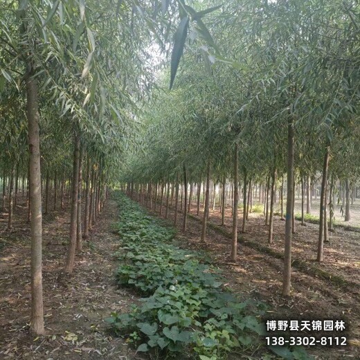 18公分垂柳雄安地區(qū),苗木綠化商,種植基地