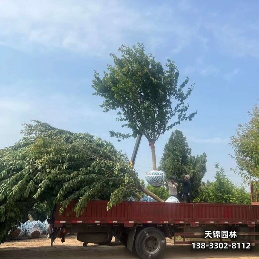 雄安地区10公分樱花,提供技术指导,_小乔木晚樱基地介绍