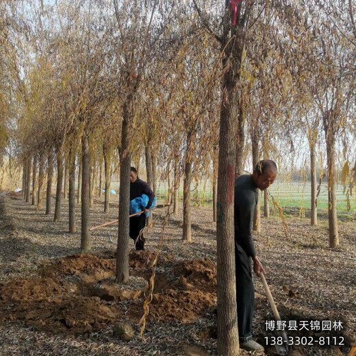 5公分垂柳雄安地区,嫁接树基地,绿化新品种