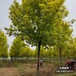 雄安地區(qū)平頭發(fā)帽白蠟,苗木綠化商價(jià)格多少