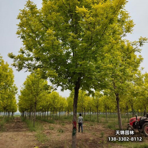 雄安地區(qū)8公分白蠟,經(jīng)紀(jì)人苗木質(zhì)量好