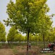 清苑縣白蠟定植苗圖