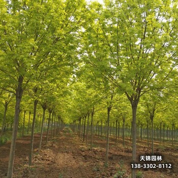 雄安地区平头发帽白蜡,嫁接树基地苗圃种植