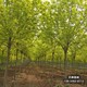 雄安地区18公分白蜡,嫁接树基地提供技术指导产品图