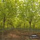 保定定州二次移栽白蠟圖