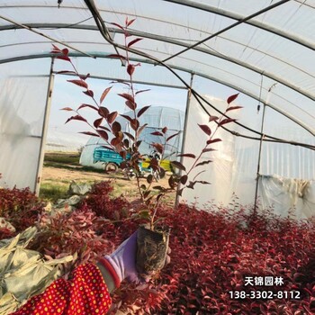 雄安地区彩叶苗木,4公分红叶李,绿化新品种