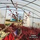 苗木質(zhì)量好圖