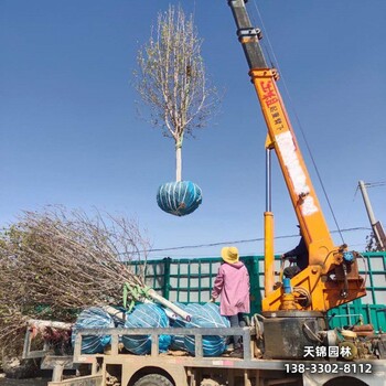 保定地区15公分樱花退林销售-吉野樱-樱花批发地