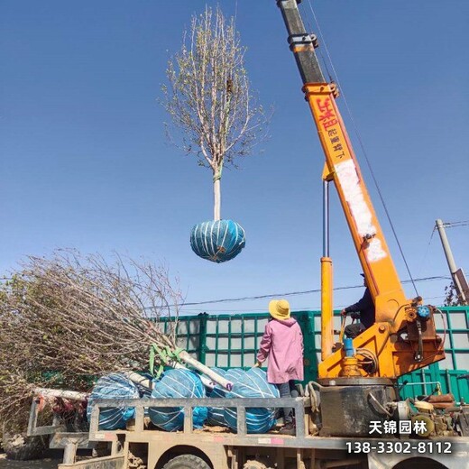 河北博野县5公分樱花多少钱合适-早樱-樱花批发地