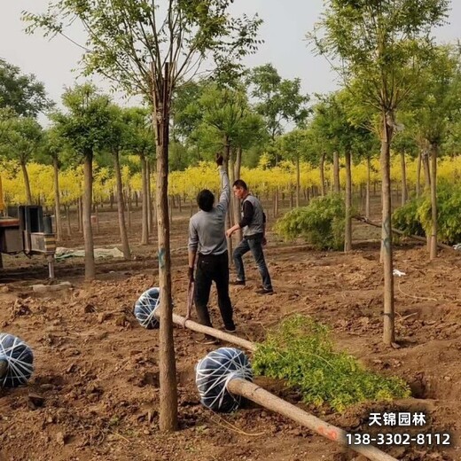 雄安金枝槐基地,苗木绿化商绿化新品种