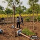 保定金枝國槐圖