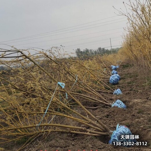 雄安金枝槐图片,嫁接树基地苗木质量好