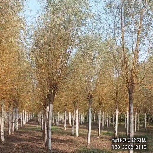 20公分垂柳雄安地區,苗木綠化商,附近苗圃