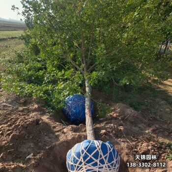 15五角楓,五角楓球,圃地苗元寶楓五角楓自產自銷