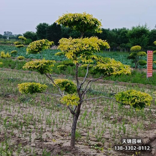 雄安地區(qū)苗木經(jīng)紀人,4公分金葉榆供應