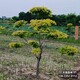 雄安地區(qū)天錦園林圖