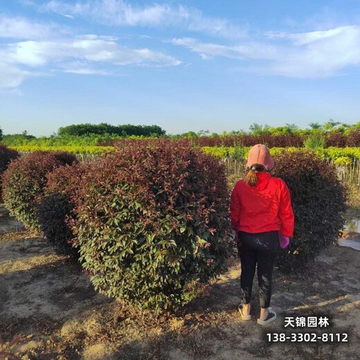 雄安地区彩叶苗木,6公分红叶李,清地处理