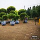 雄安地區(qū)經(jīng)紀(jì)人,金葉榆容器苗清地處理產(chǎn)品圖