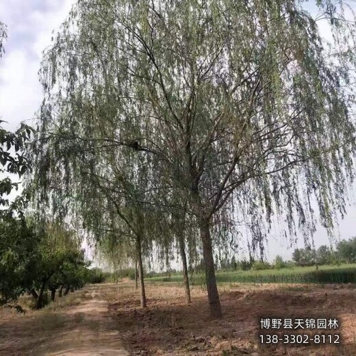 20公分垂柳雄安地區,苗木經(jīng)紀人,自產(chǎn)自銷(xiāo)
