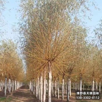 雄安地區(qū)18公分保定垂柳貨到付款-嫁接垂柳廠家-金枝垂柳