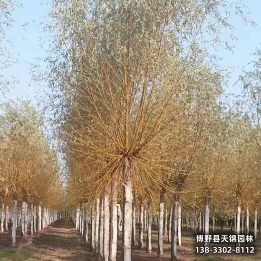 10公分垂柳雄安地區(qū),經(jīng)紀(jì)人,哪里供應(yīng)