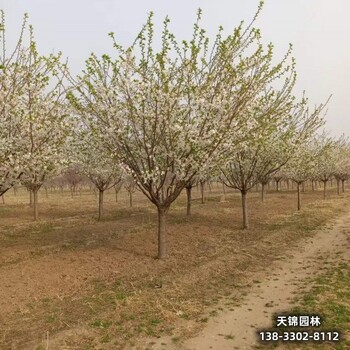 河北地區(qū)圃地苗櫻花多少錢合適-早櫻-櫻花批發(fā)地