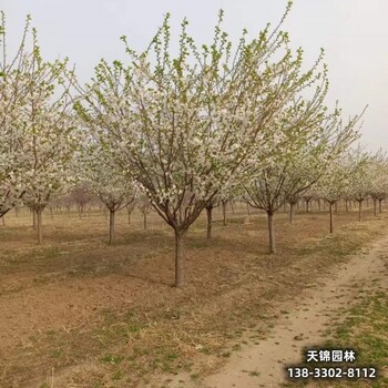 保定地区15公分樱花退林销售-晚樱-樱花批发地