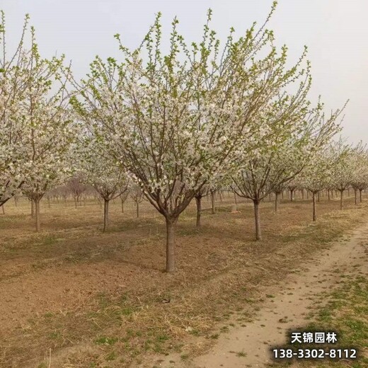 雄安地區(qū)5公分櫻花,苗木質量好,_天錦園林櫻花歡迎光臨