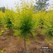造型金葉榆-8公分金葉榆價格多少