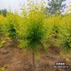 河北金葉榆圖