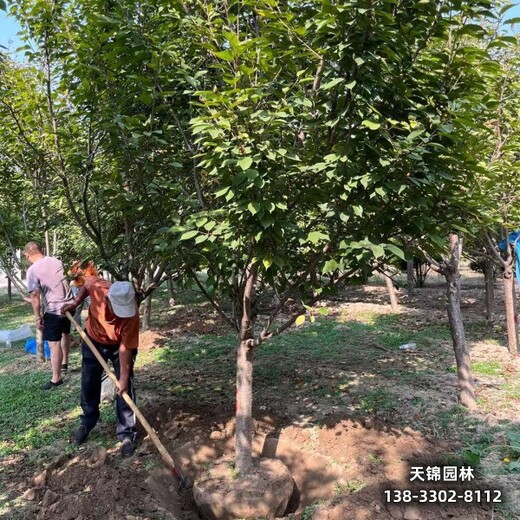 河北定州10公分樱花货到付款-吉野樱-樱花批发地