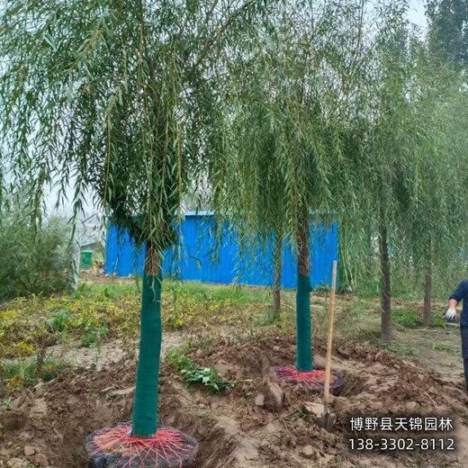 3公分垂柳雄安地區(qū),苗木經(jīng)紀(jì)人,提供技術(shù)指導(dǎo)