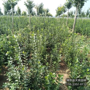 河北安國-60公分天錦園林衛(wèi)矛種植基地