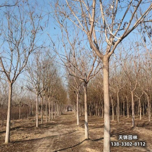 雄安地區(qū)苗木經(jīng)紀(jì)人,18公分欒樹,廠家批發(fā)