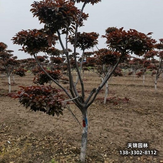 雄安地区太阳李种植户,15公分红叶李,绿化新品种