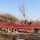 苗木質(zhì)量好圖