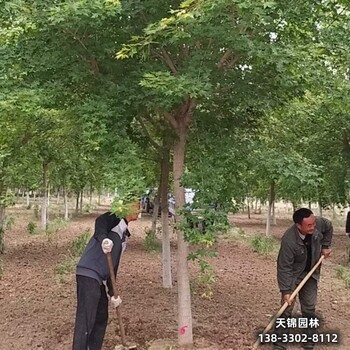 15五角枫,元宝枫,小苗元宝枫五角枫提供技术指导