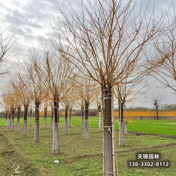 雄安河北金枝槐,嫁接樹基地苗木質(zhì)量好