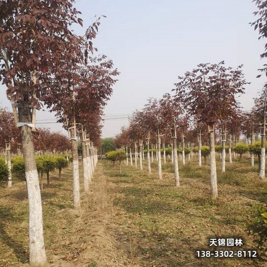 雄安地區12公分白蠟,苗木綠化商供應