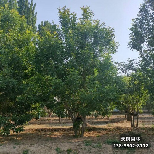 雄安地區(qū)12公分白蠟,嫁接樹基地哪里種植