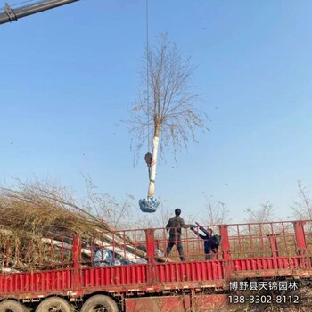 保定地區大田苗保定垂柳多少錢合適-垂柳小苗種植-金葉垂柳