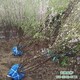 榆葉梅苗木基地圖