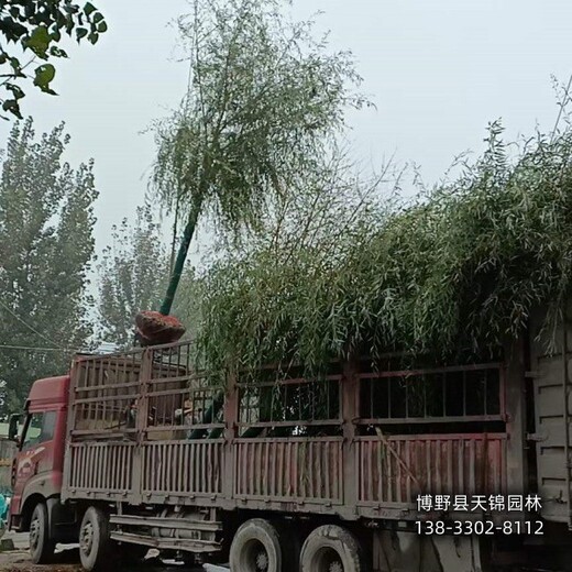 10公分垂柳雄安地区,苗木绿化商,苗圃种植