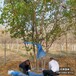 五角楓15,五角楓球,順平縣假植苗五角楓降價(jià)銷售