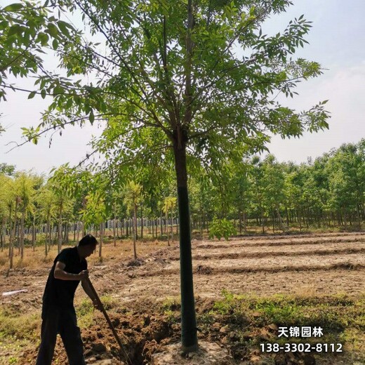 雄安地区18公分白蜡,大乔木基地绿化新品种