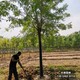 雄安地区8公分白蜡,苗木绿化商农户种植产品图