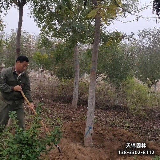 雄安地區(qū)大喬木基地,18公分欒樹,價格多少